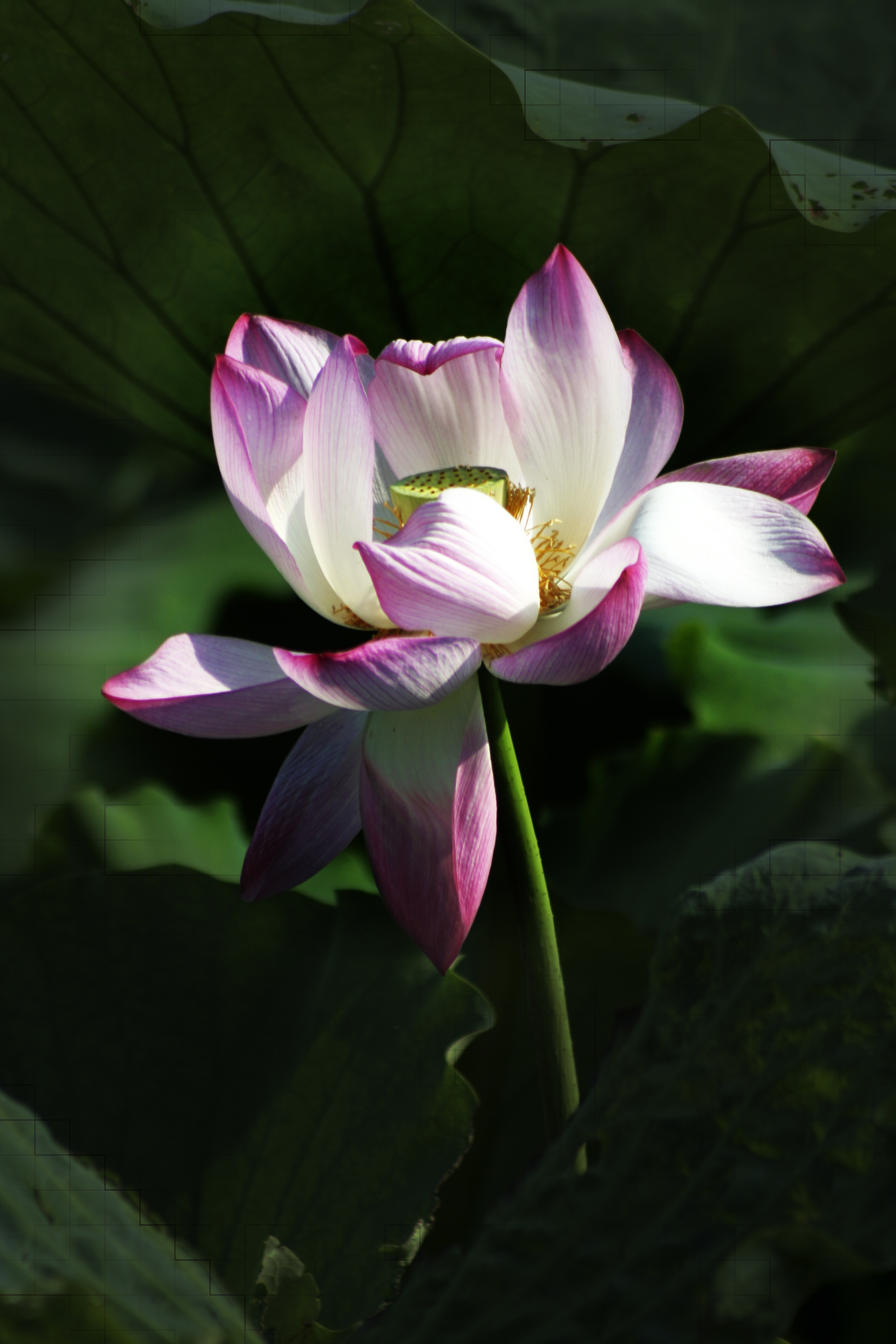 荷花仙子 - 芬芳岁月 - 图虫网 - 优质摄影师交流社区