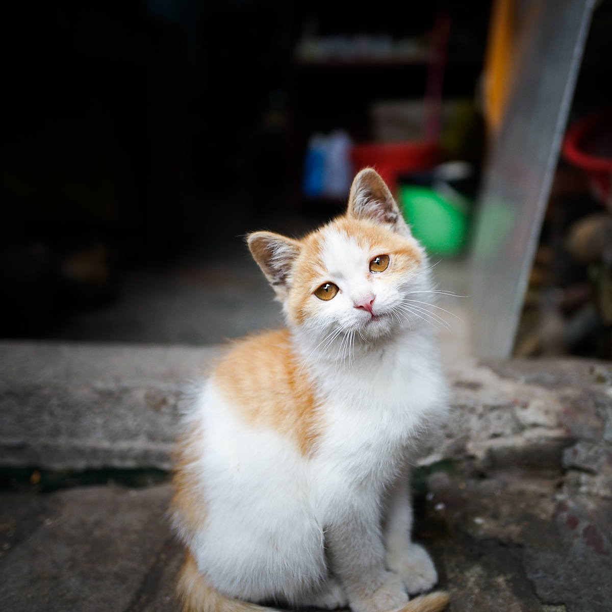 山城随拍磁器口的花猫