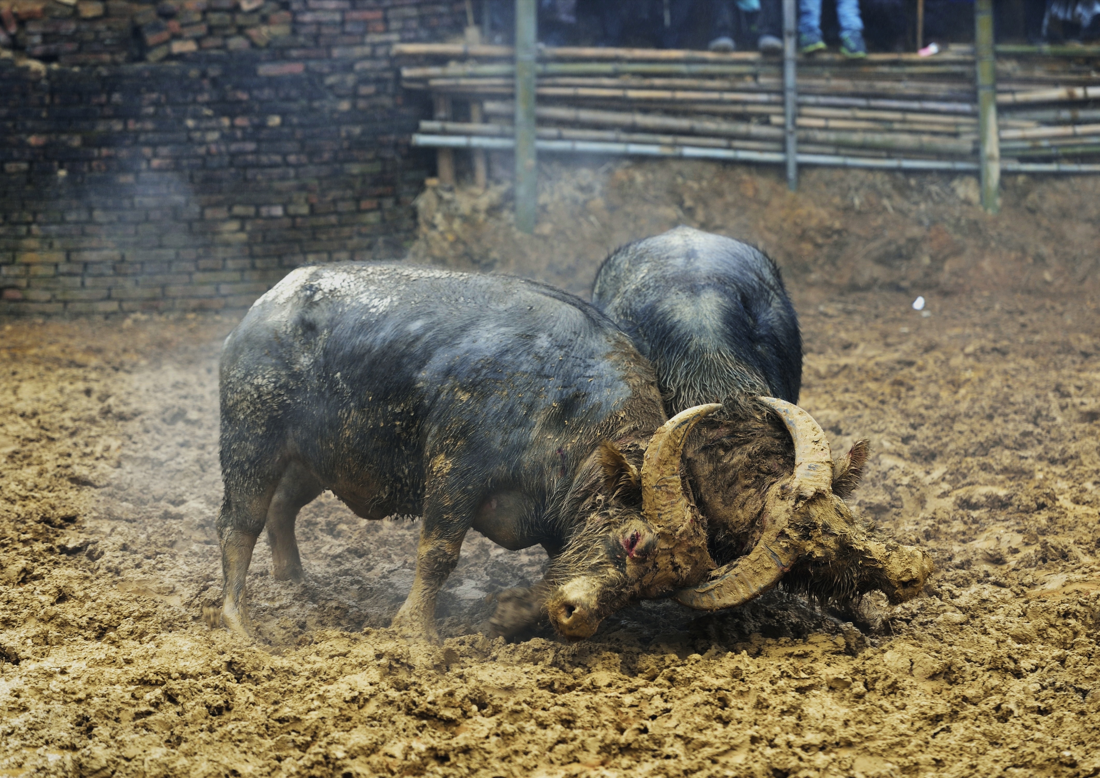 柳峰斗牛 - 李海诚 - 图虫网 - 优质摄影师交流社区