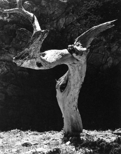 爱德华·韦斯顿(下篇)拍最美人体,撩缪斯女神,猫奴是我的人生三大事(3