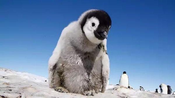 没过多久,别人家的企鹅宝宝都慢慢长大了.它们不时地过来瞅瞅,咦?