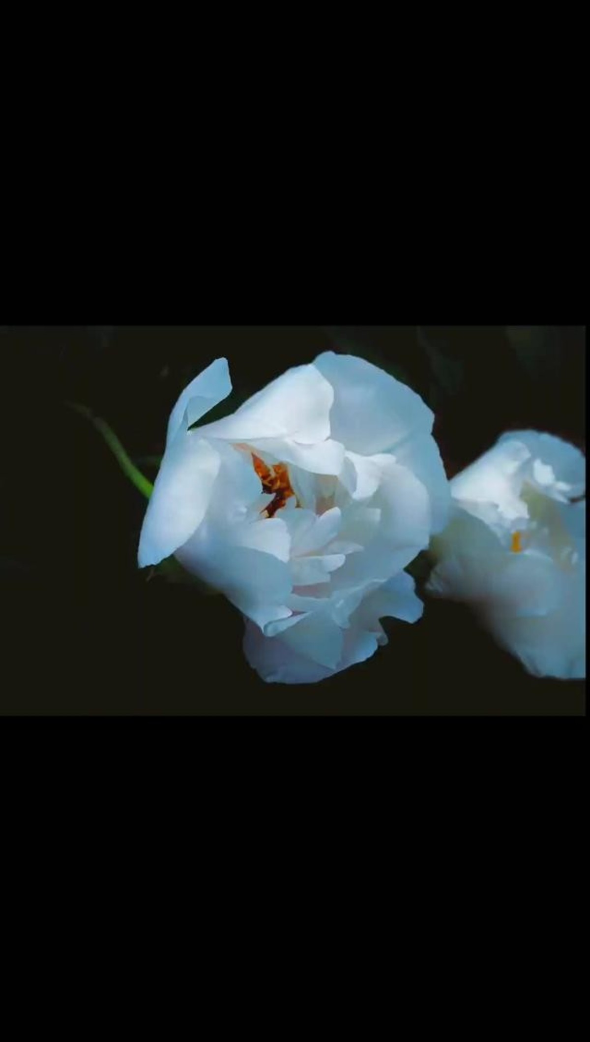 寒月芙蕖- - 视频 - 图虫