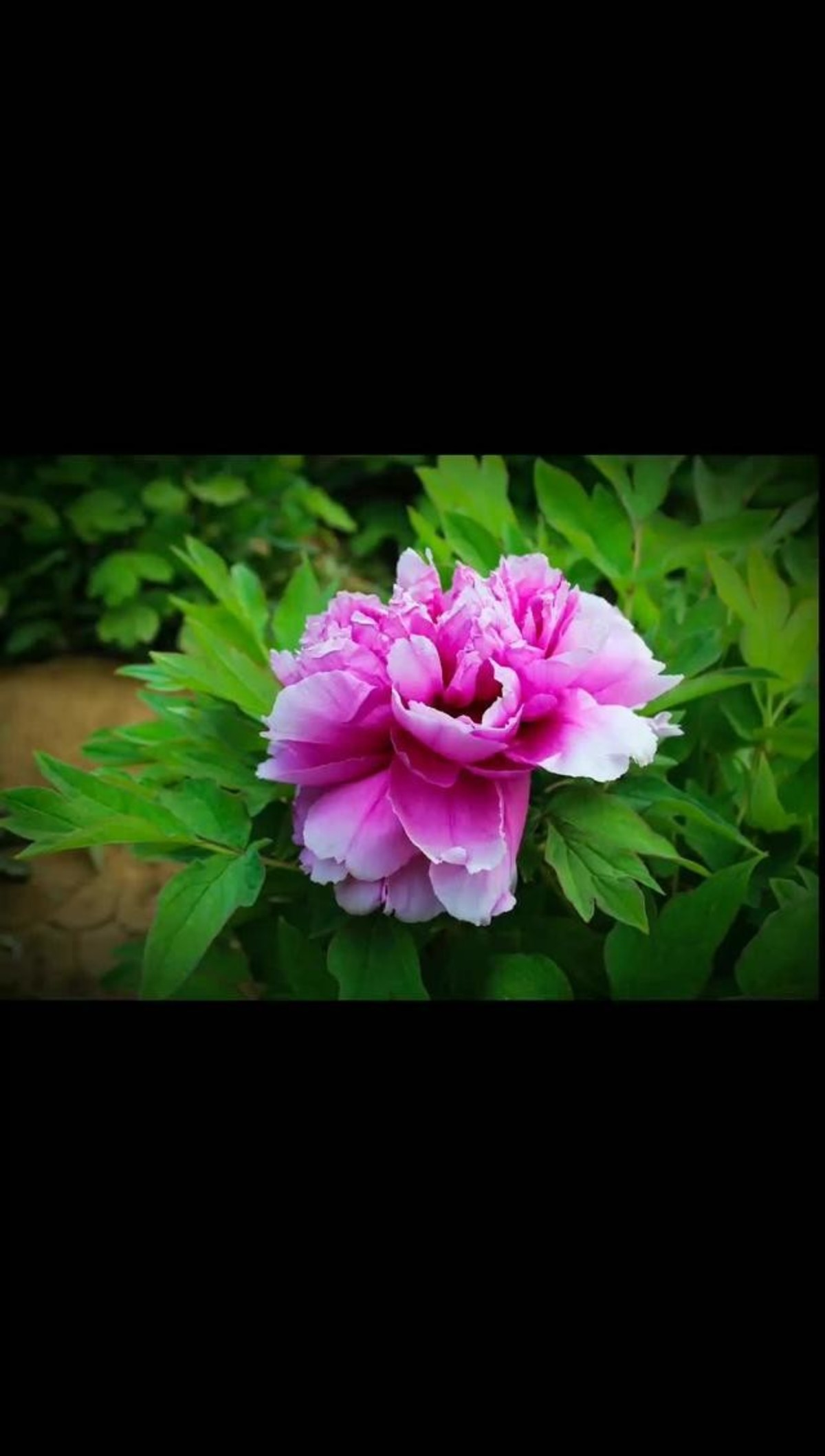 寒月芙蕖- - 视频 - 图虫