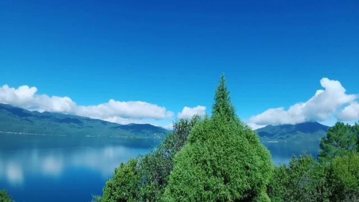 青青马桑树 - 视频 - 图虫