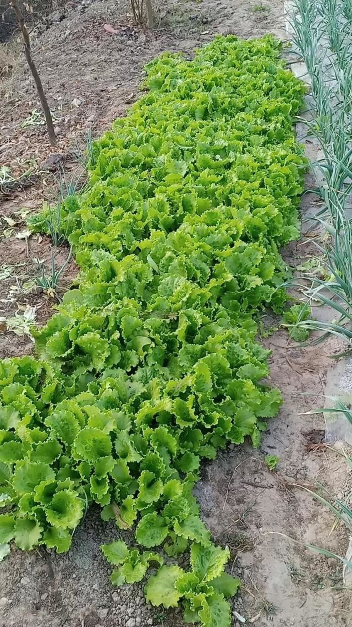 桂英幸福美满 - 视频 - 图虫