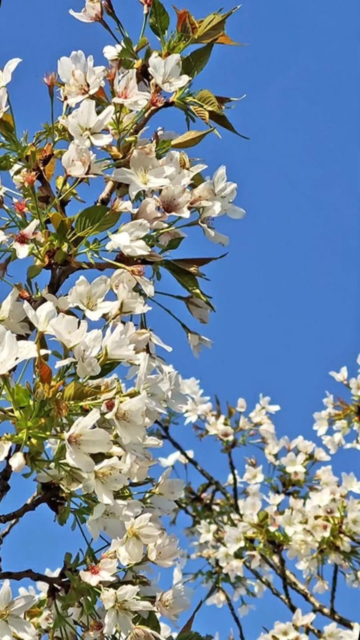 紫枫叶26 - 视频 - 图虫