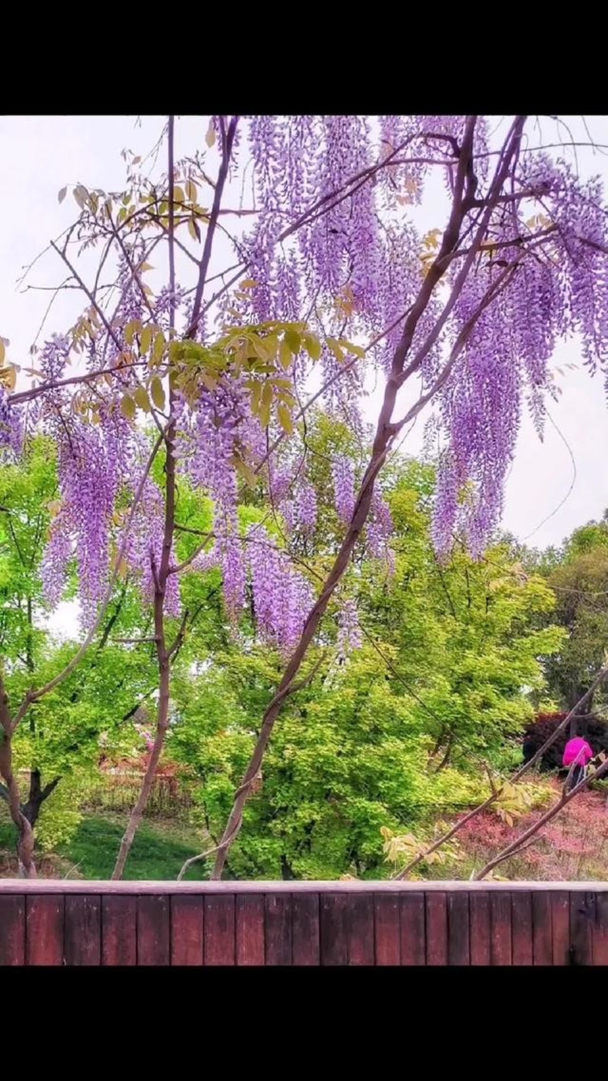 大霞991 - 视频 - 图虫